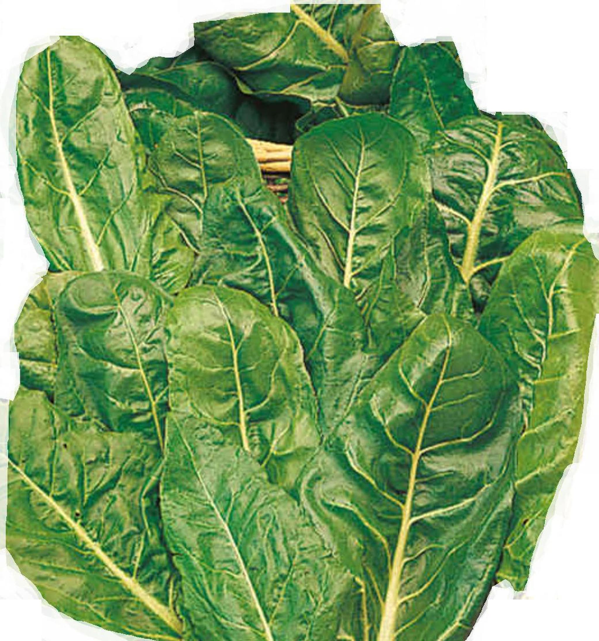 Spinach