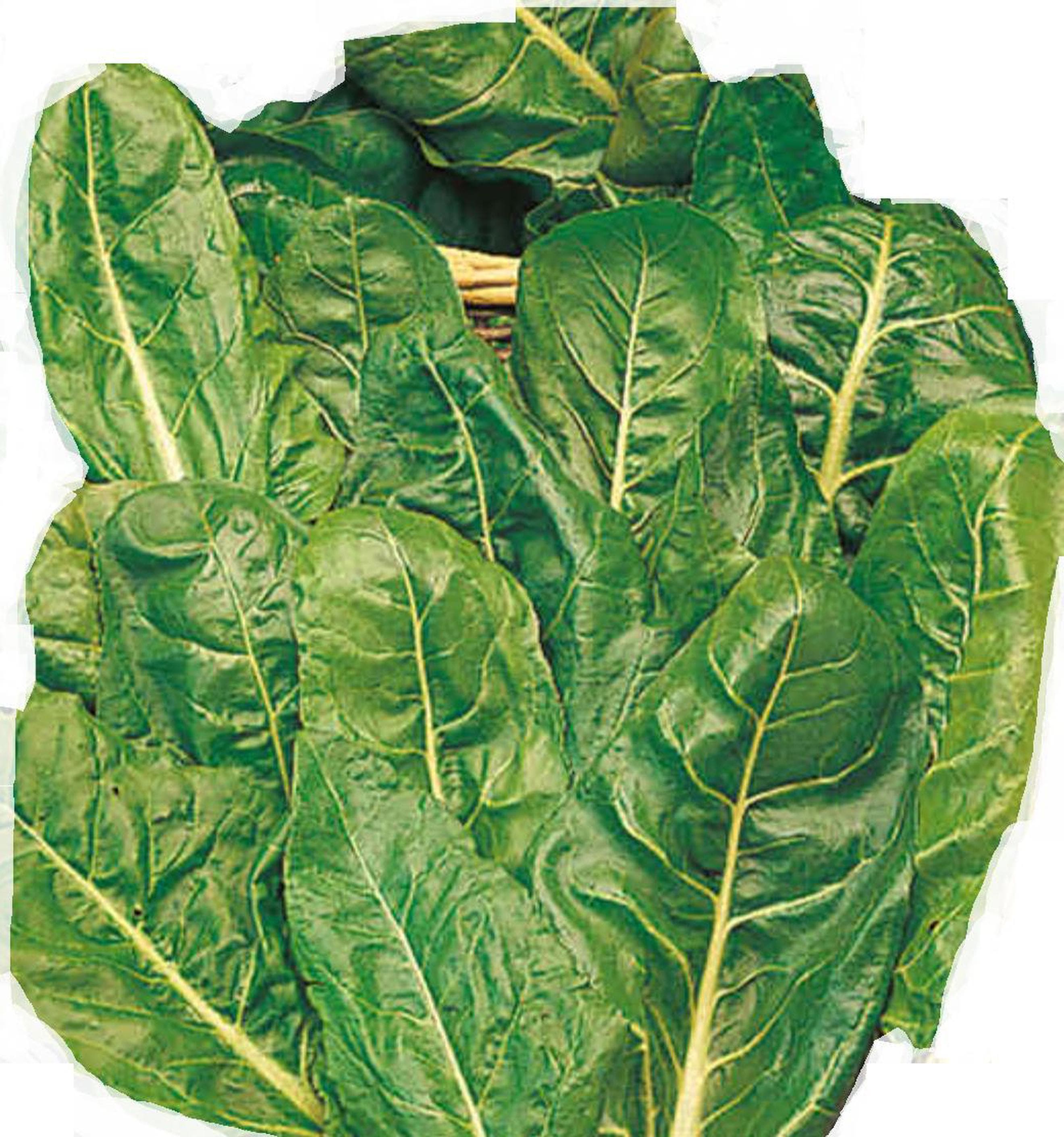 Spinach