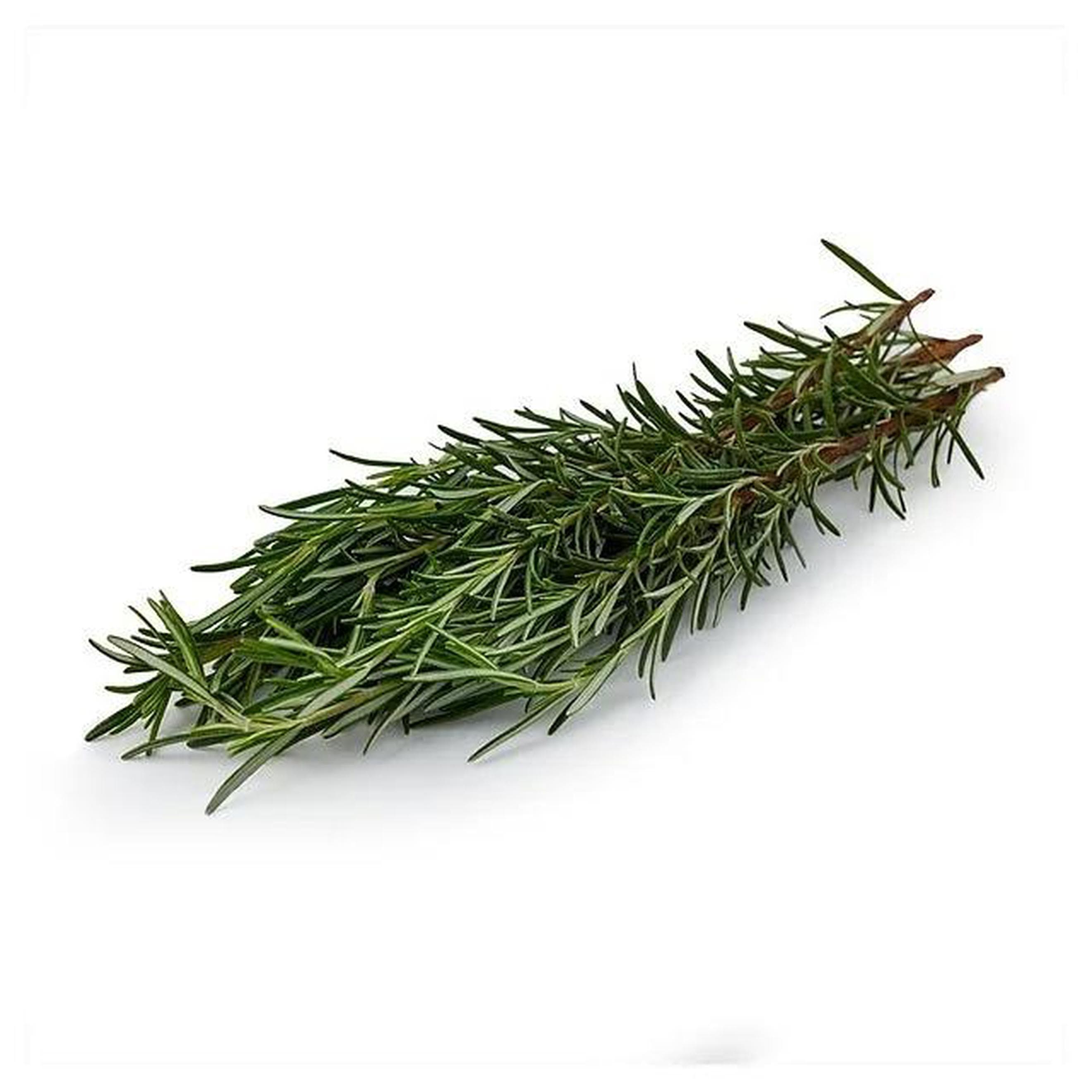 Herb Rosemary