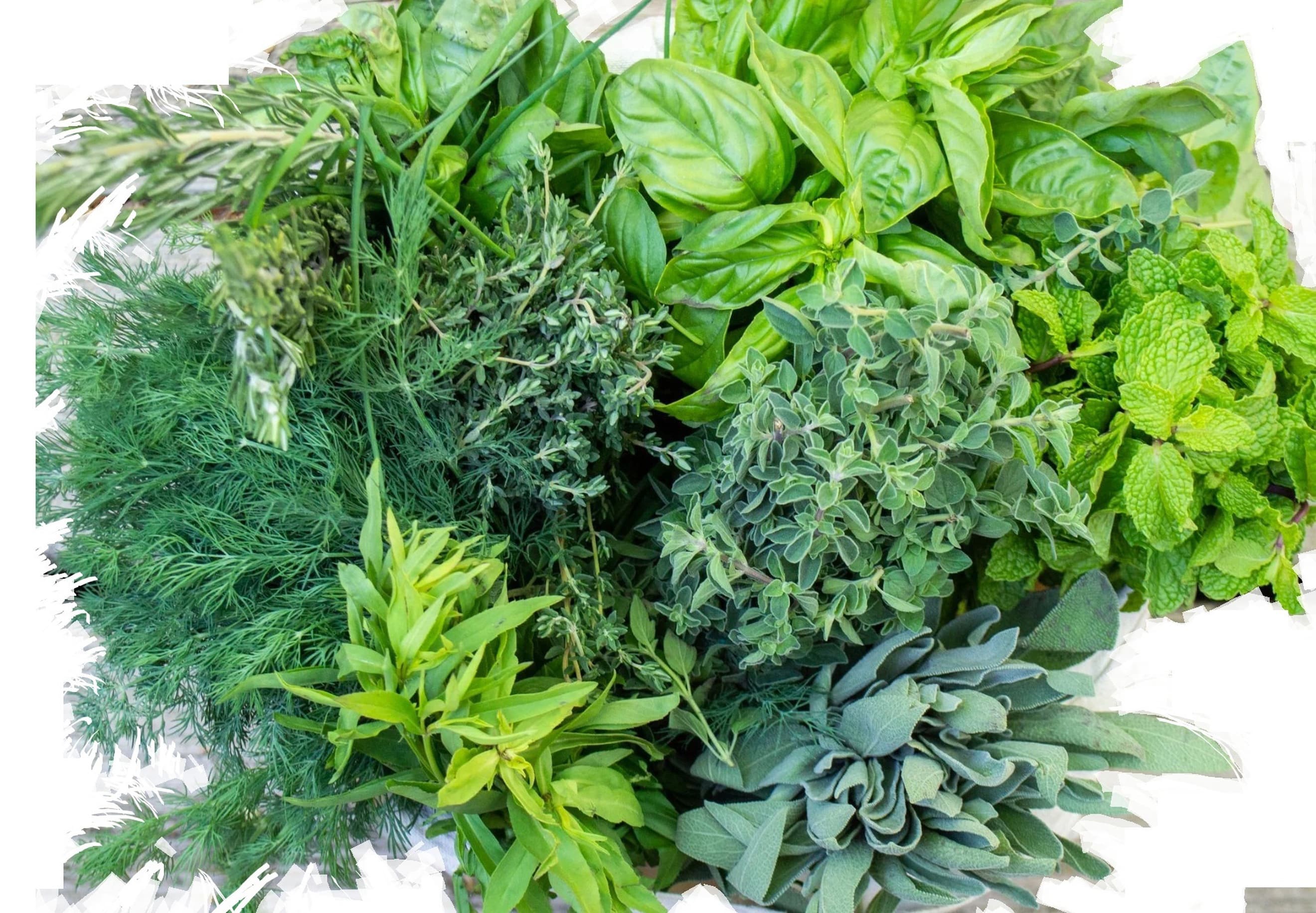 Seasonal Herbs