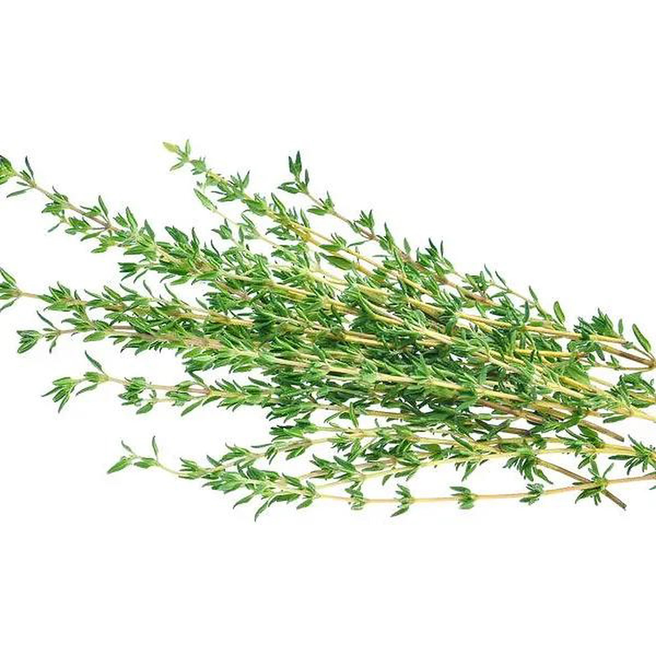 Herb Thyme