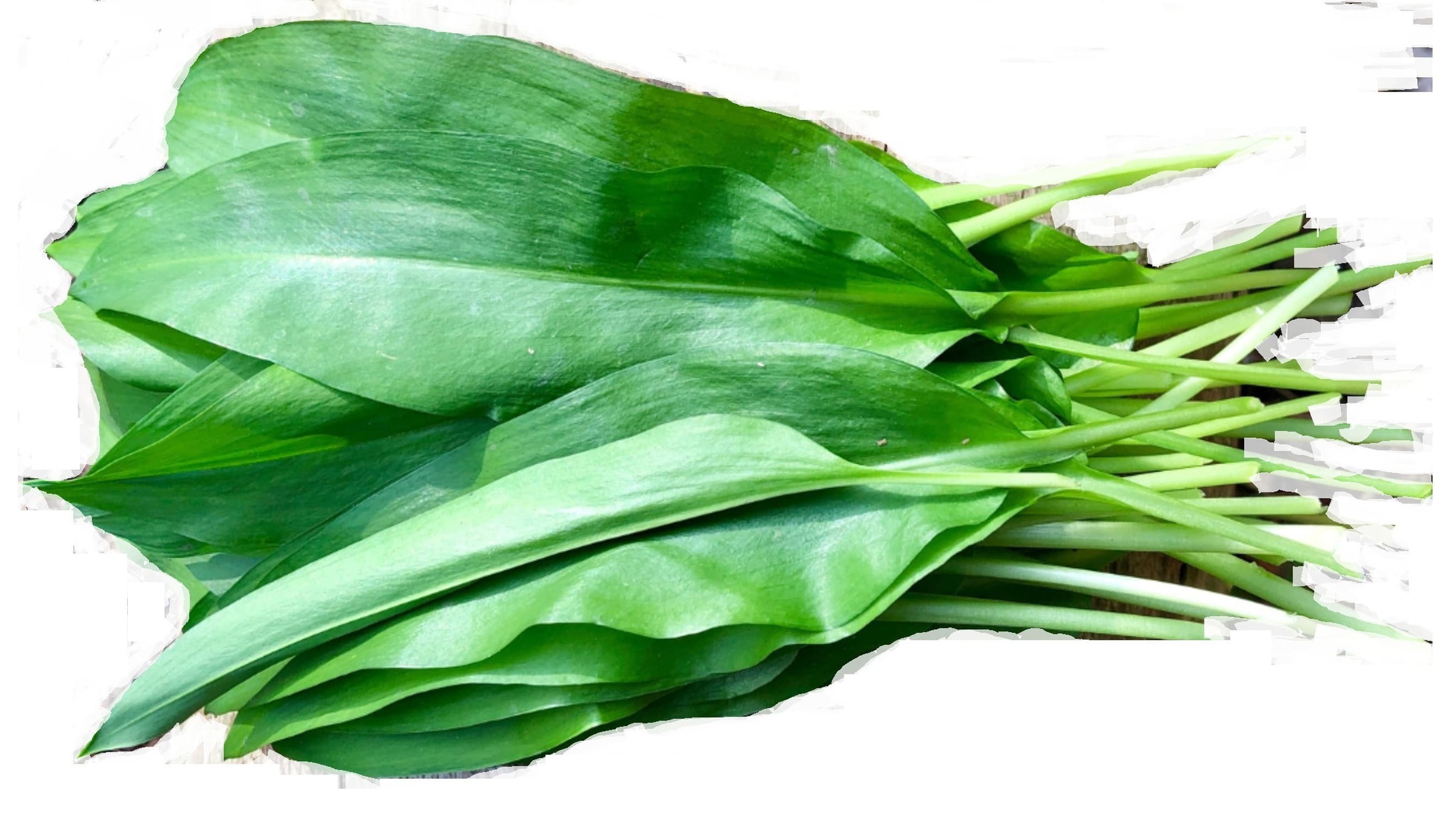 Wild Garlic